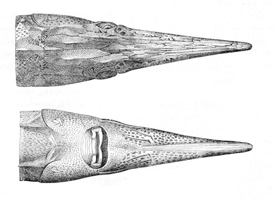 Stellate sturgeon