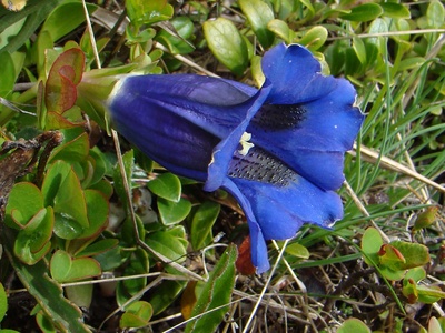 Stemless gentian