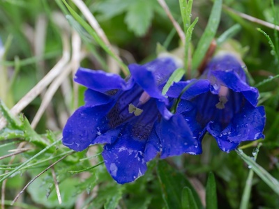 Stemless gentian