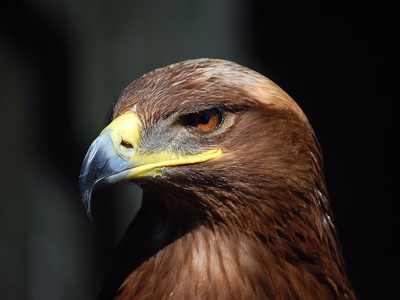 Steppe Eagle