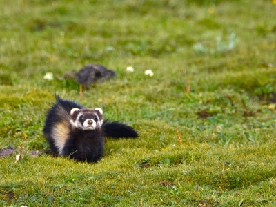 Steppe polecat