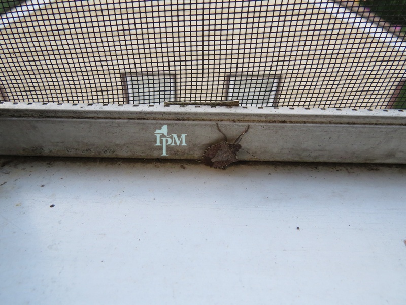 Temperate Forest Insects List - Flora Fauna Fun