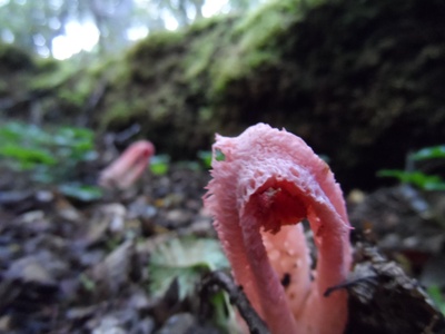 Stinkhorn (column)