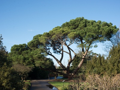 Stone pine