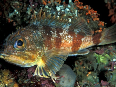 Stonefish