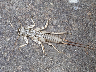 Stonefly