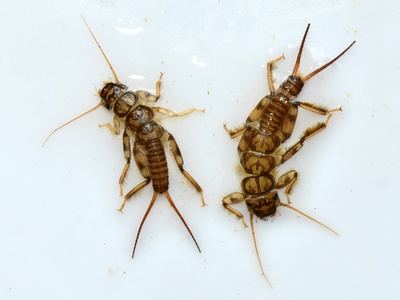 Stonefly Nymph