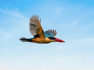 Stork-billed Kingfisher