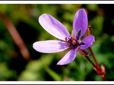 Stork's-bill