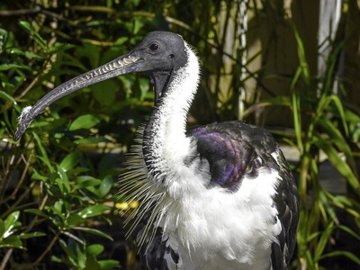 Straw-necked Ibis