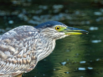 Striated Heron