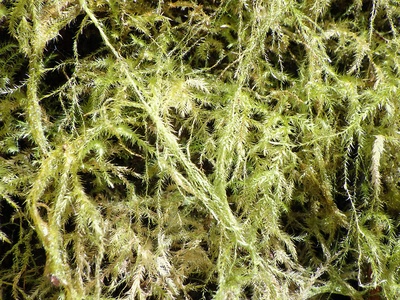 Stringy Moss