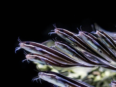Striped catfish