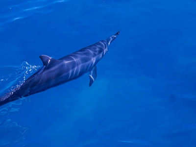 Striped dolphin