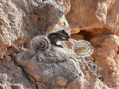 Striped Ground Squirrel