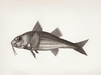 Striped red mullet