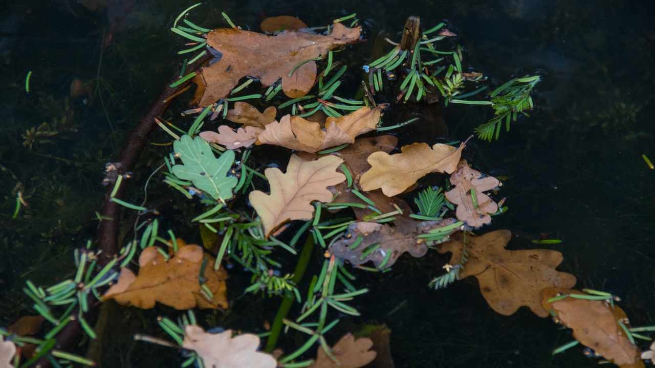 Water lily leaf showing broad floating pad and air-filled petiole; close-up of aerenchyma tissue cross-section and water-repellent leaf surface