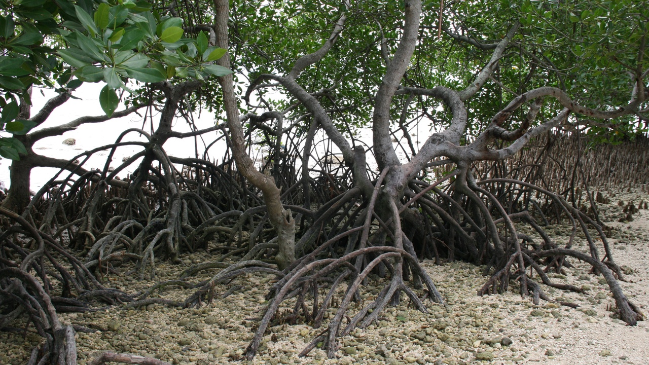 Tangled prop roots of red mangrove stabilizing a shoreline