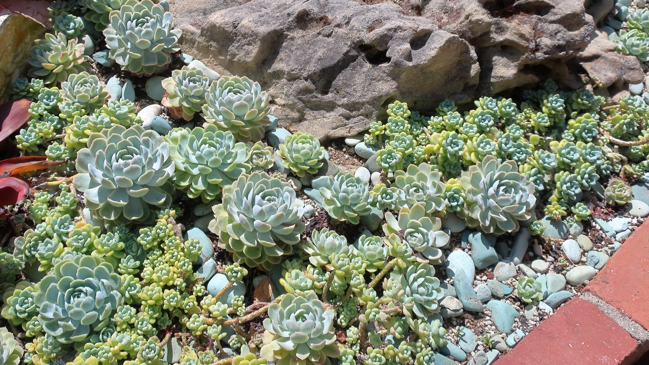 Mixed succulent and cactus garden showing water-storing leaves and sandy soil.