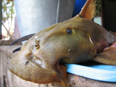 Suckermouth catfish