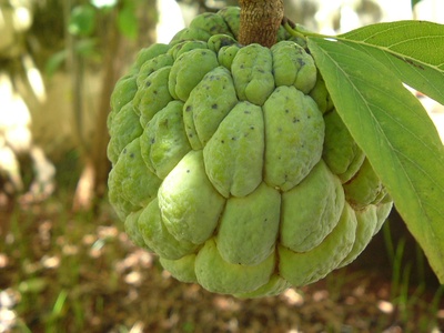 Sugar apple