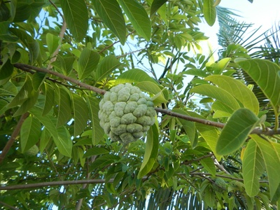 Sugar apple (Sweetsop)