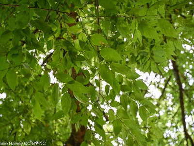 Sugarberry (hackberry)