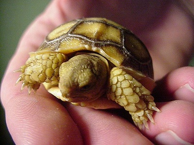 Sulcata Tortoise