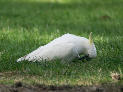 Sulphur-crested Cockatoo