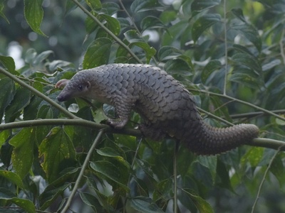 Sunda Pangolin