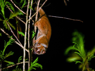 Sunda Slow Loris