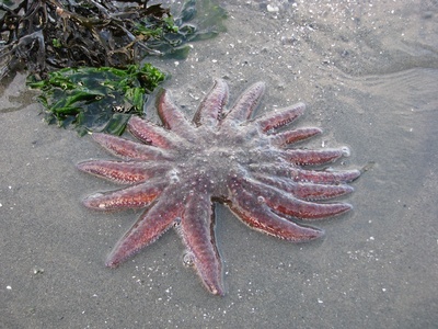 Sunflower sea star