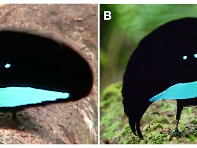 Superb bird-of-paradise