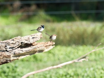 Superb Fairywren