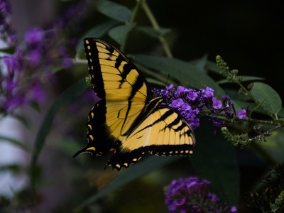Swallowtail