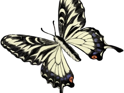 Swallowtail butterfly