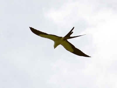 Swallow‑tailed Kite