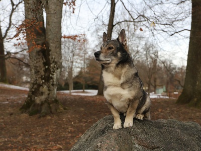 Swedish Vallhund