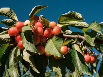 Sweet cherry