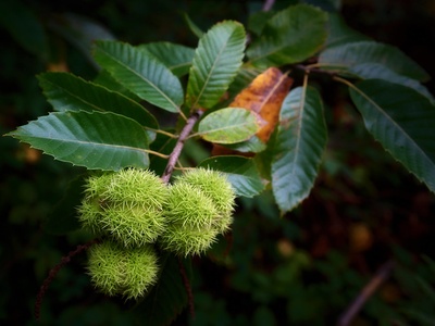Sweet chestnut