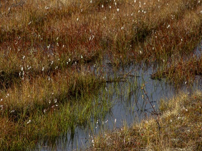Sweet gale (bog-myrtle)