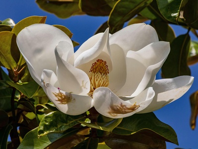 Sweetbay magnolia