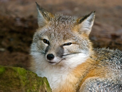 Swift fox