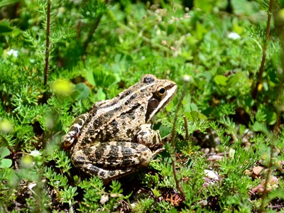 Syrian spadefoot