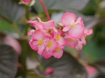 Tabebuia (Pink/Yellow poui)
