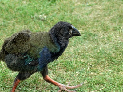 Takahe