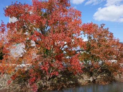 Tallow tree (Chinese tallow)