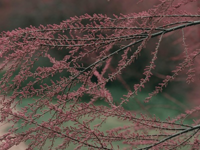 Tamarisk