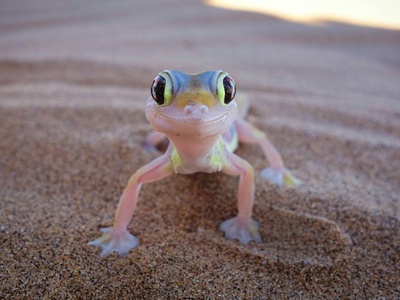 Tandy's Sand Frog