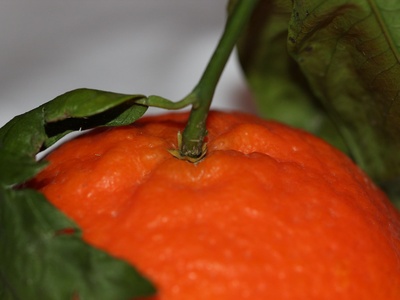 Tangerine (Mandarin)